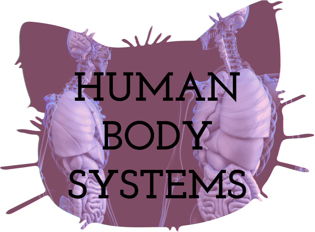 Human Body Systems Teaching Resources
