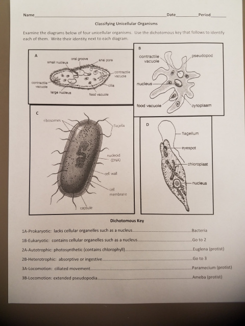 Classifying Unicellular Organisms